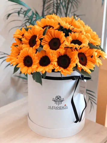 Imperial de Girasoles